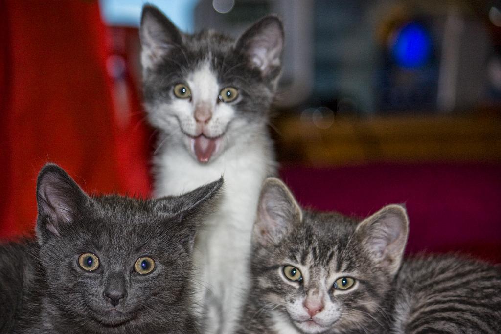 Funny Kitten.jpg