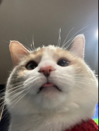Planko Looking Goofy.png