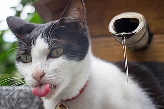2014-10-30 cat sticking out its tongue.jpg