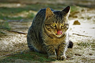 A cat sticks out its tongue.jpg