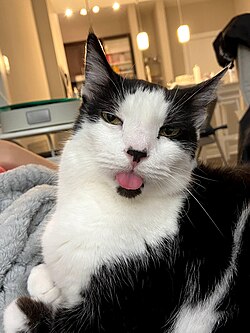 Handsome Tuxedo Cat.jpg