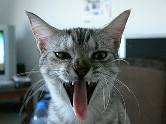 Cat tongue teeth yawn.jpg